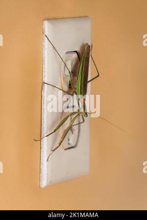 Un mantide verde e di rame che prega a freddo seduto su una presa elettrica sporca parete con la testa rivolta verso lo spettatore, parete color pesca, Pennsylvania Foto Stock