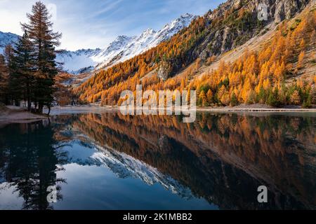 Alpi francesi. Lago Orceyrette in autunno con alberi di larice dorato. Regione di Briancon nelle Hautes-Alpes. Francia Foto Stock