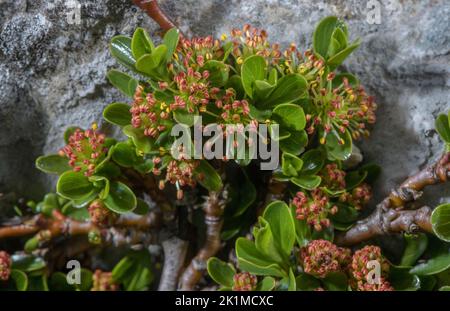 Antica pianta di Blunt-Leaved Willow, Salix retusa, con cetriolini maschi sulla scogliera, Alpi Giulie, Slovenia. Foto Stock