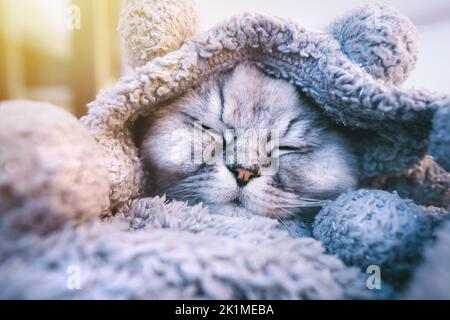Carino bello gatto grigio dormire o napping in coperta morbida e accogliente il giorno di sole. Riscaldamento del gatto sotto una plaid a basse temperature Foto Stock