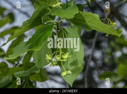 Albero a fusello, Euonymus latifolius, in fiore e frutto immaturo. Slovenia. Foto Stock