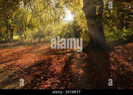 Faggio con un caratteristico tronco spesso e una coperta di foglie rossiccio-arancio che ricoprono l'erba. Foto Stock