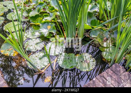 Piccolo laghetto in giardino con galleggianti grandi foglie verdi di piante acquatiche giglio o loto, riflesso in superficie d'acqua, giorno estivo soleggiato. HY Foto Stock