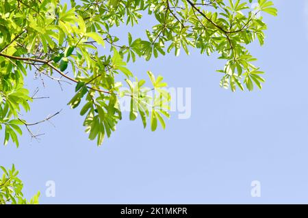 Dita, albero del Diavolo o Alstonia scolaris e cielo sfondo Foto Stock