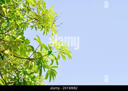 Dita, albero del Diavolo o Alstonia scolaris e cielo sfondo Foto Stock