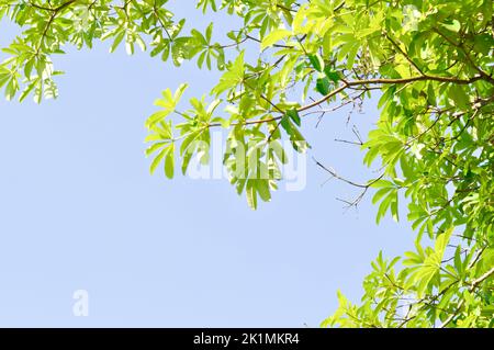 Dita, albero del Diavolo o Alstonia scolaris e cielo sfondo Foto Stock