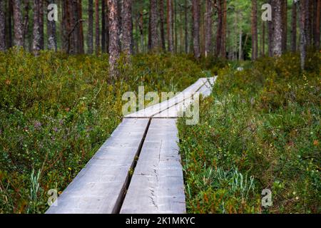 Sentiero duckboard che conduce attraverso una pineta con verde e arancione sottobosco, angolo basso Foto Stock