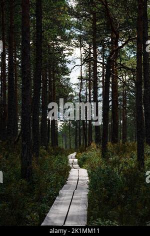 Sentiero duckboard che conduce attraverso una pineta con sottobosco verde e arancione Foto Stock