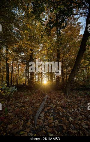 Uno scatto verticale di tramonto tra gli alberi nella foresta di Krefeld, Renania settentrionale-Vestfalia, Germania Foto Stock