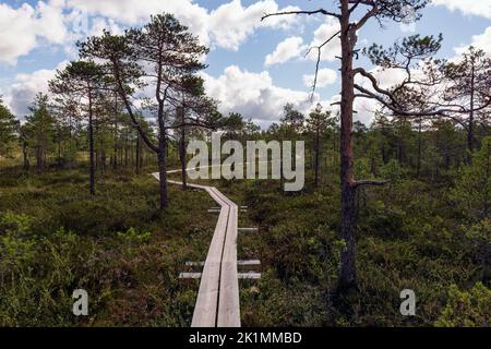 Sentiero per duckboard che conduce attraverso una palude nel Parco Nazionale di Torronsuo, Finlandia Foto Stock