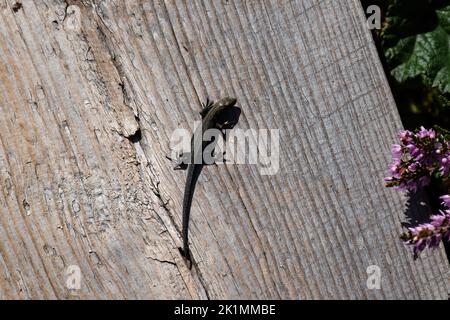 Piccola lucertola vivipara (Zootoca vivipara) su una passerella di legno in estate Foto Stock