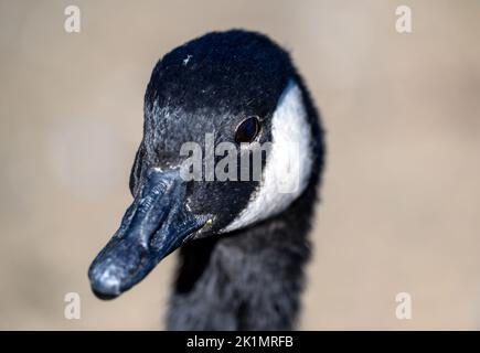 Vista ravvicinata di un'oca canadese a Kelsey Park, Beckenham, Greater London. Capo di un'oca canadese (Branta canadensis) Foto Stock