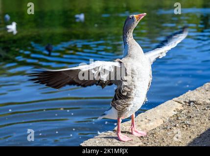 Greylag Goose a Kelsey Park, Beckenham, Londra. Un'oca di graylag si erge accanto al lago con le sue ali allungate. Oca Greylag (Anser anser) Foto Stock