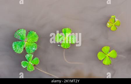 Foglie di trifoglio nel lago Foto Stock