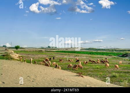 Mandria di pecore che pascolano nel deserto del Thar dopo la stagione dei monsoni Foto Stock