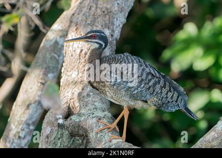 Sunbittern o sunbittern, Eurypyga helias, singolo adulto in piedi sulla vegetazione di lato dell'acqua, Pantanal, Brasile Foto Stock