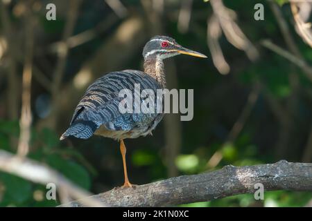 Sunbittern o sunbittern, Eurypyga helias, singolo adulto in piedi sulla vegetazione di lato dell'acqua, Pantanal, Brasile Foto Stock