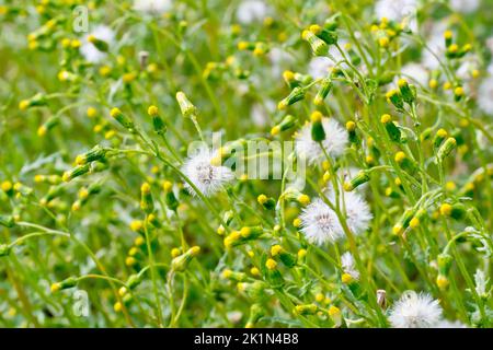 Falda (senecio vulgaris), primo piano di una massa di erbacce comuni che mostrano i fiori minuscoli e le teste di semi di piuma. Foto Stock