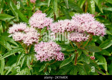 Canapa Agrimonia (eupiatorium cannabinum), primo piano delle grandi teste di fiore rosa prodotte dalla pianta in estate. Foto Stock