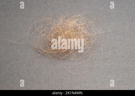 pila di capelli biondi su sfondo grigio. fuoco morbido primo piano Foto Stock