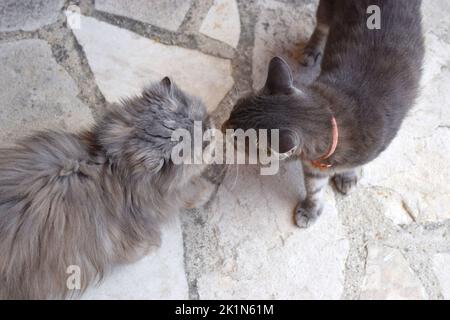 I gatti si sniffano l'un l'altro nel giardino. Foto Stock