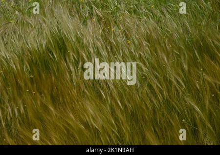 Avena avena avena sp. E shortpod senape Hirschfeldia incana in movimento dal vento. La Aldea de San Nicolas. Gran Canaria. Isole Canarie. Spagna. Foto Stock