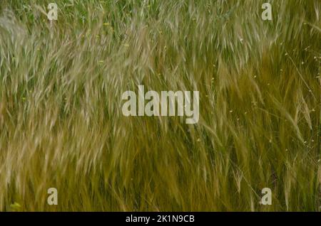 Avena avena avena sp. E shortpod senape Hirschfeldia incana in movimento dal vento. La Aldea de San Nicolas. Gran Canaria. Isole Canarie. Spagna. Foto Stock