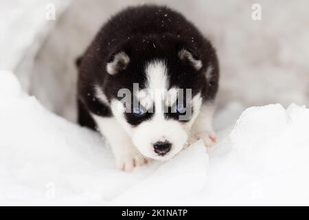 Ritratto invernale di un simpatico cucciolo di Husky siberiano dall'occhio blu Foto Stock