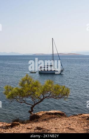 Vista di un pino chiamato Pinus brutia, barca a vela e mare Egeo catturati nella zona Ayvalik della Turchia. E' una giornata estiva di sole. Foto Stock