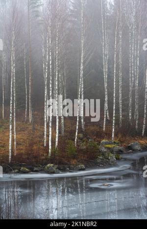 Tronchi di betulla bianca nella foresta autunnale, la riva del lago roccioso comincia a gelare. Foto Stock