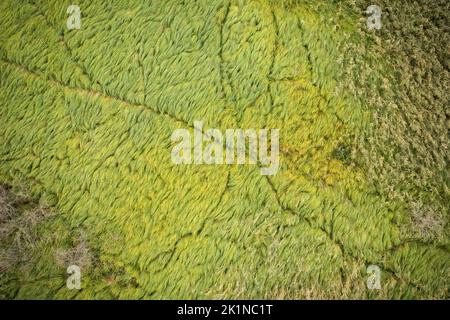 Sentieri per animali che attraversano erba verde densa e vegetazione di canne nelle zone umide. Foto Stock
