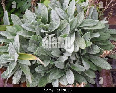 Foglie argentee di un orecchio di agnello (Stachys byzantina, Stachys lanata o Stachys olympica) pianta chiamata anche Woolly hedgenettle Foto Stock