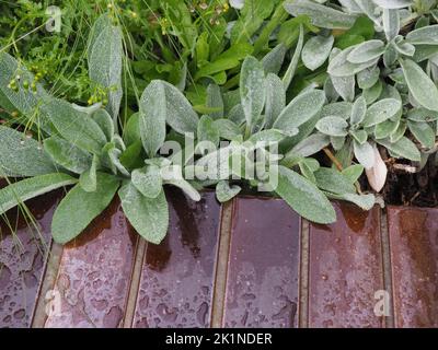 Foglie argentee di un orecchio di agnello (Stachys byzantina, Stachys lanata o Stachys olympica) pianta chiamata anche Woolly hedgenettle Foto Stock