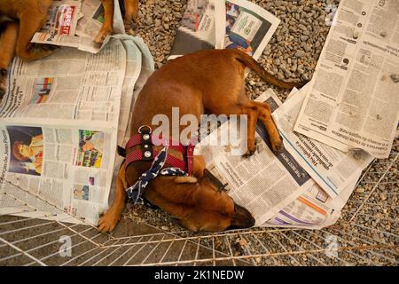 Goiânia, Goias, Brasile – 17 settembre 2022: Un cane caramello, sdraiato su fogli di giornale, in esposizione all'interno di una penna in una fiera di adozione degli animali. Foto Stock