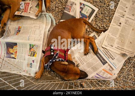 Goiânia, Goias, Brasile – 17 settembre 2022: Un cane caramello, sdraiato su fogli di giornale, in esposizione all'interno di una penna in una fiera di adozione degli animali. Foto Stock