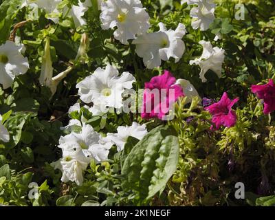 Malva e petunia bianca in un parco europeo in estate. Concetto estivo Foto Stock