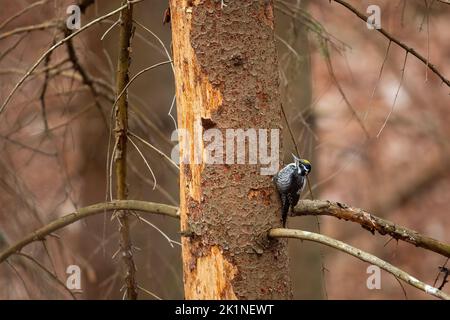 Picchio eurasiatico a tre punte che sale su un vecchio albero nella foresta di conifere Foto Stock