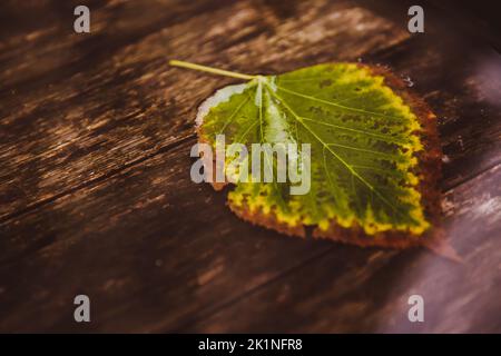 Singola foglia su acqua primo piano. Autunno. Sfondo di legno. Riflesso solare Foto Stock