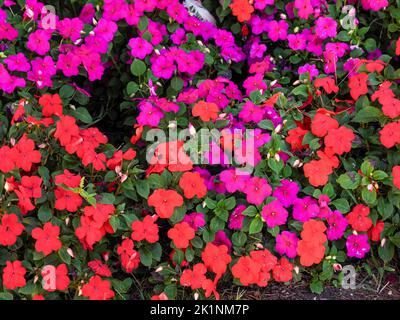 Malva e petunia bianca in un parco europeo in estate. Concetto estivo Foto Stock