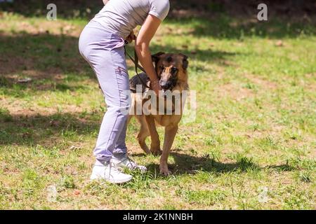 Un vile addestramento del cane pastore tedesco. Foto di alta qualità Foto Stock