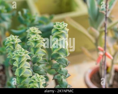 succulente serie di bottoni variegata in interni diurno Foto Stock