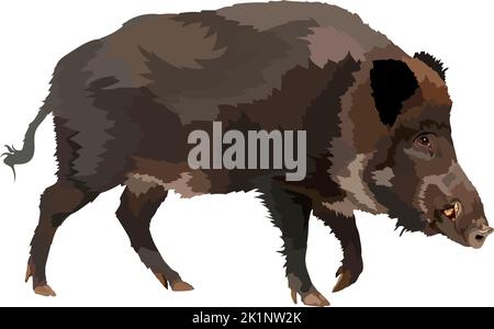 Boar realistico disegno colorato vettore Illustration.Wild animale. Illustrazione Vettoriale