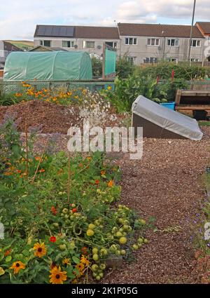 GAFA, Glossopdale Action for allotments, Gamesley Estate, Melandra Castle Road, Gamesley, High Peak, Inghilterra, REGNO UNITO, SK13 0BN Foto Stock