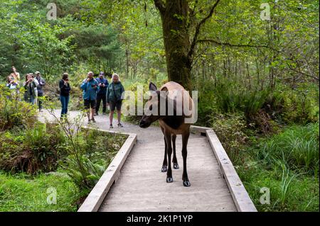 Olympic National Park, Washington - 12 settembre 2022 - alce femminile sul lungomare nella foresta pluviale di Hoh con turisti in background. Foto Stock