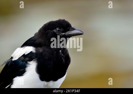 Un ritratto di un giovane Magpie 'Pica pica', uccello selvatico. Foto Stock