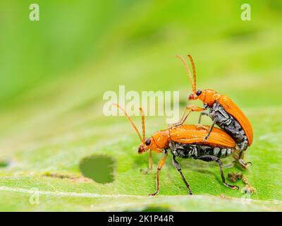 Foto ravvicinata di coleotteri di zucca che si accoppiano a Matsu, Taiwan Foto Stock