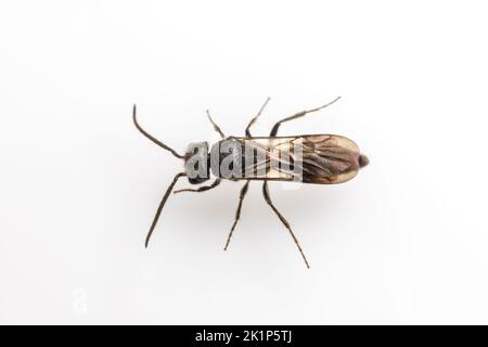 Velvet ANT (Pseudomethoca frigida) - maschio isolato su sfondo bianco. Foto Stock