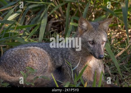 Una volpe da granchio (Cerdocyon thous) che si deposita in erba nel Pantanal del Brasile Foto Stock