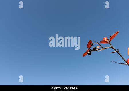 Aronia melanocarpa ramo sullo sfondo del cielo blu autunno. Vista frontale. Foto Stock