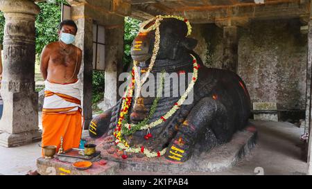 Grande scultura di Nandi con sacerdote al suo fianco sulla cima delle colline Nandi, Chikkaballapur, Karnataka, India. Foto Stock